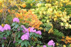China-Sweden-Control-2011 2109.jpg